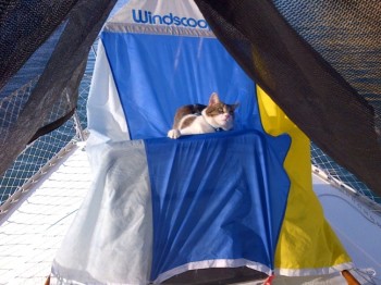 Cat on a Windscoop